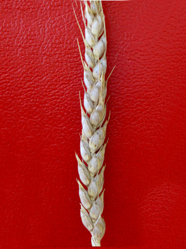 pelosella